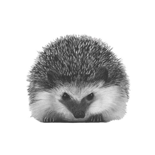 Persei the Hedgehog Hand Drawn Greeting Card — card front