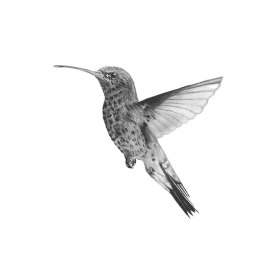 Adhara the Hummingbird Hand Drawn Greeting Card — card front