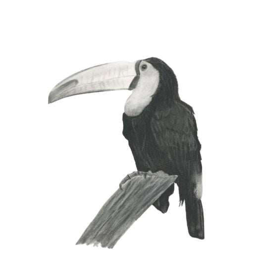 Sal the Toucan Hand Drawn Greeting Card — card front