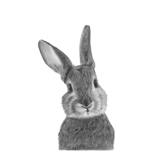 Bellatrix the Bunny Hand-Drawn Greeting Card – A Delightful Countryside Illustration — card front