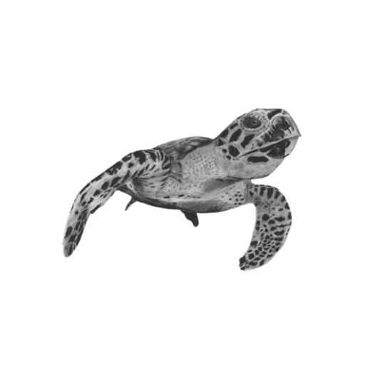 Heze the Turtle Hand Drawn Greeting Card — card front