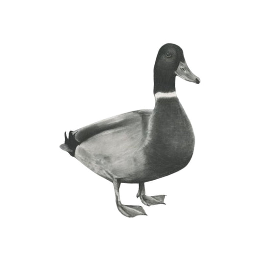 Rana the Duck Hand-Drawn Greeting Card – Countryside Wildlife Art — card front