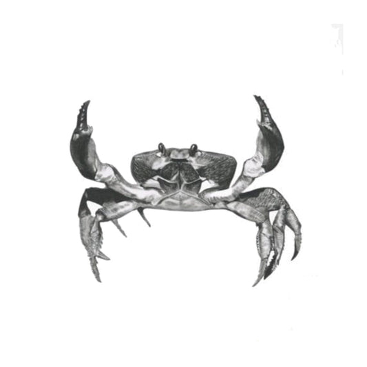 Sarin the Crab Hand-Drawn Greeting Card – Coastal Marine Art — card front