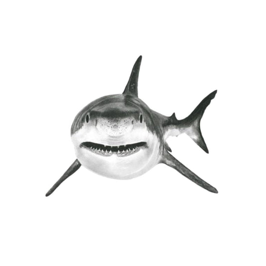 Vega the Shark Hand-Drawn Greeting Card – Marine Life Art Card — card front