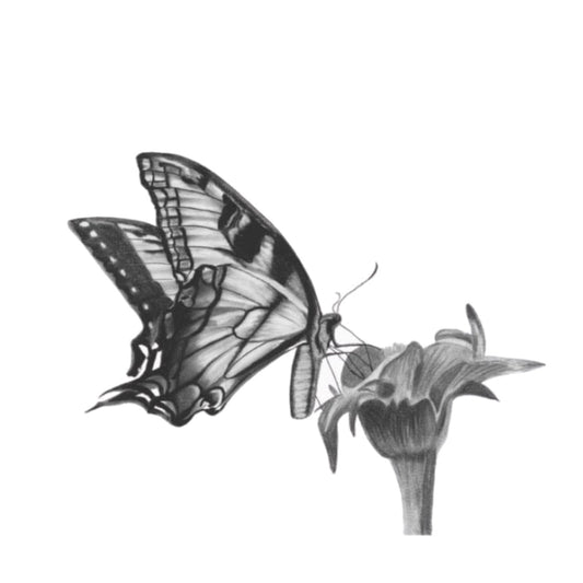 Antares the Butterfly Greeting Card – Hand Drawn Nature-Inspired Art for Butterfly Lovers — card front
