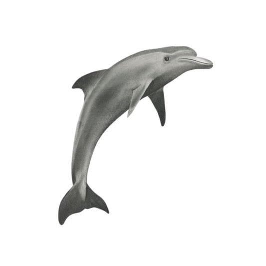 Aries the Dolphin Hand Drawn Greeting Card – A Beautiful Ocean-Inspired Greeting for Marine Life Lovers — card front