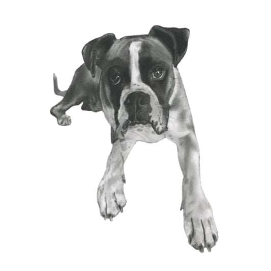 Rigel the Boxer Hand-Drawn Greeting Card – A Charming Illustration for Dog Lovers — card front