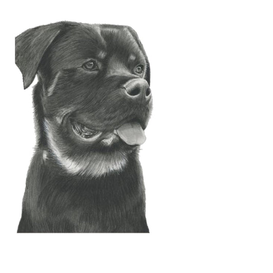 Hand-Drawn Rottweiler Greeting Card – A Stunning Illustration for Dog Lovers — card front