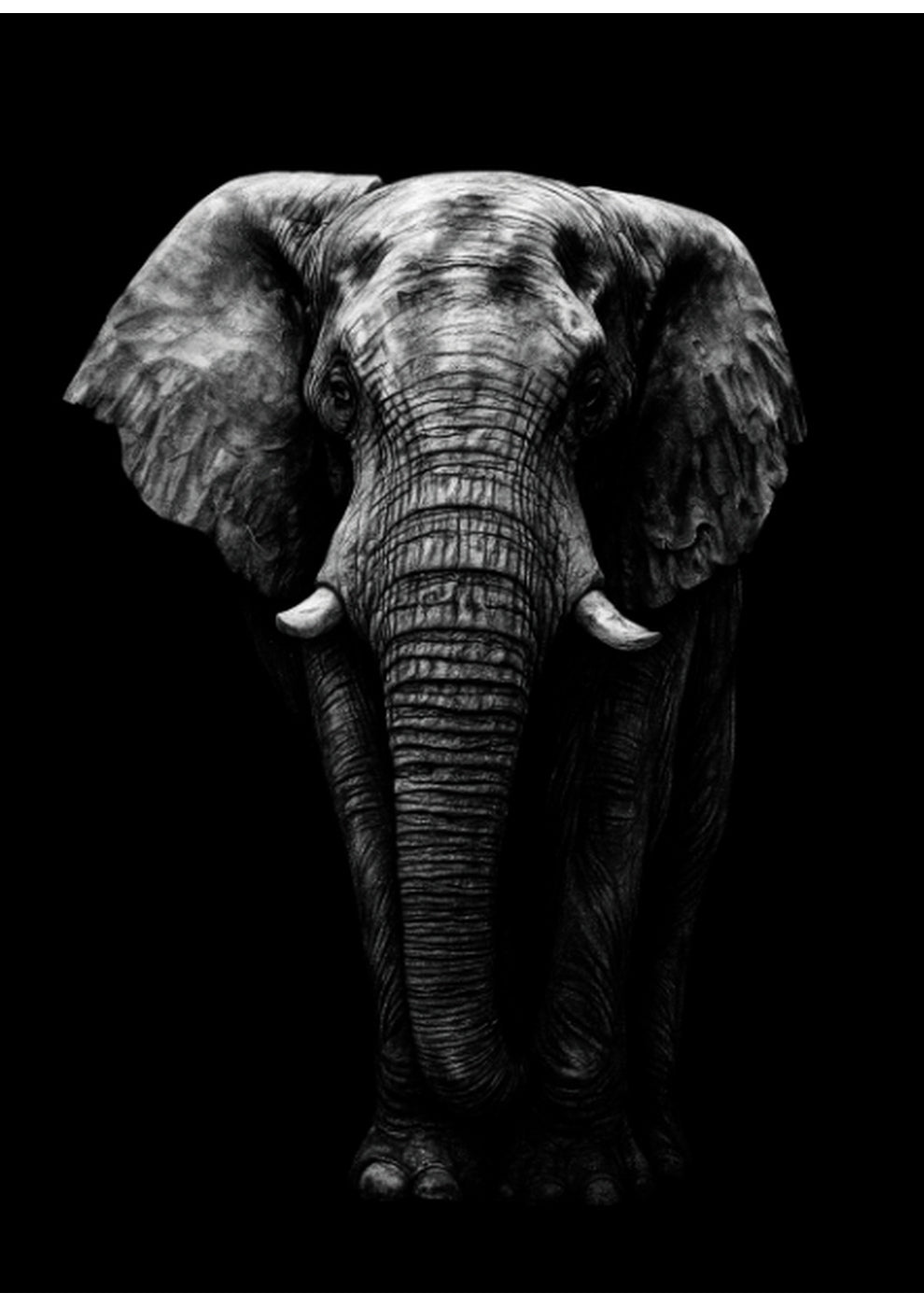 Atik the Elephant Fine Art Print – Hand-Drawn Wildlife Artwork – unframed artwork