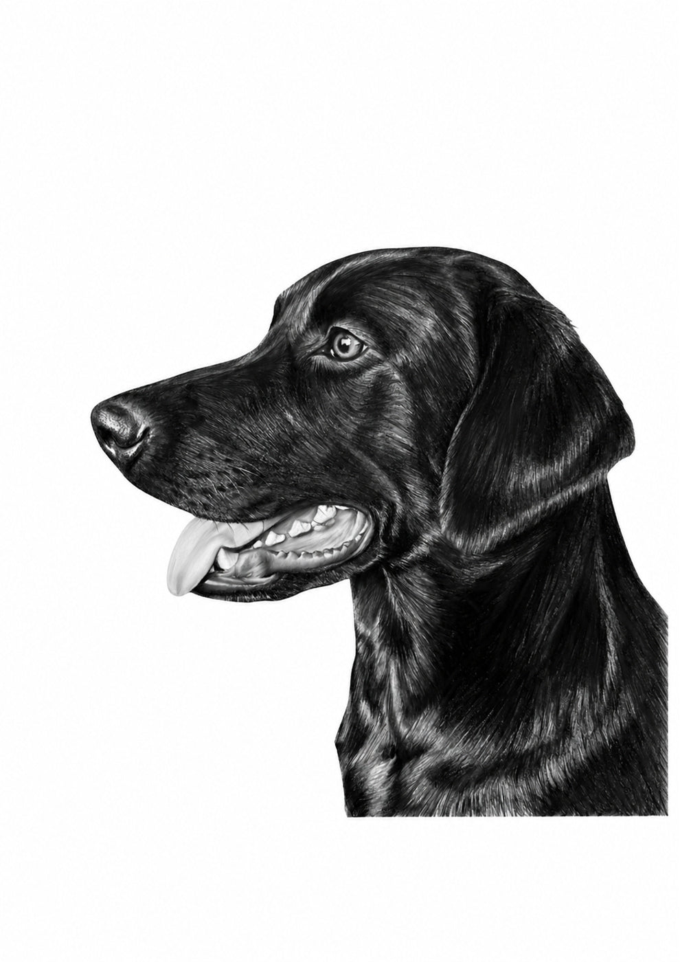 Black Labrador Fine Art Print – unframed artwork