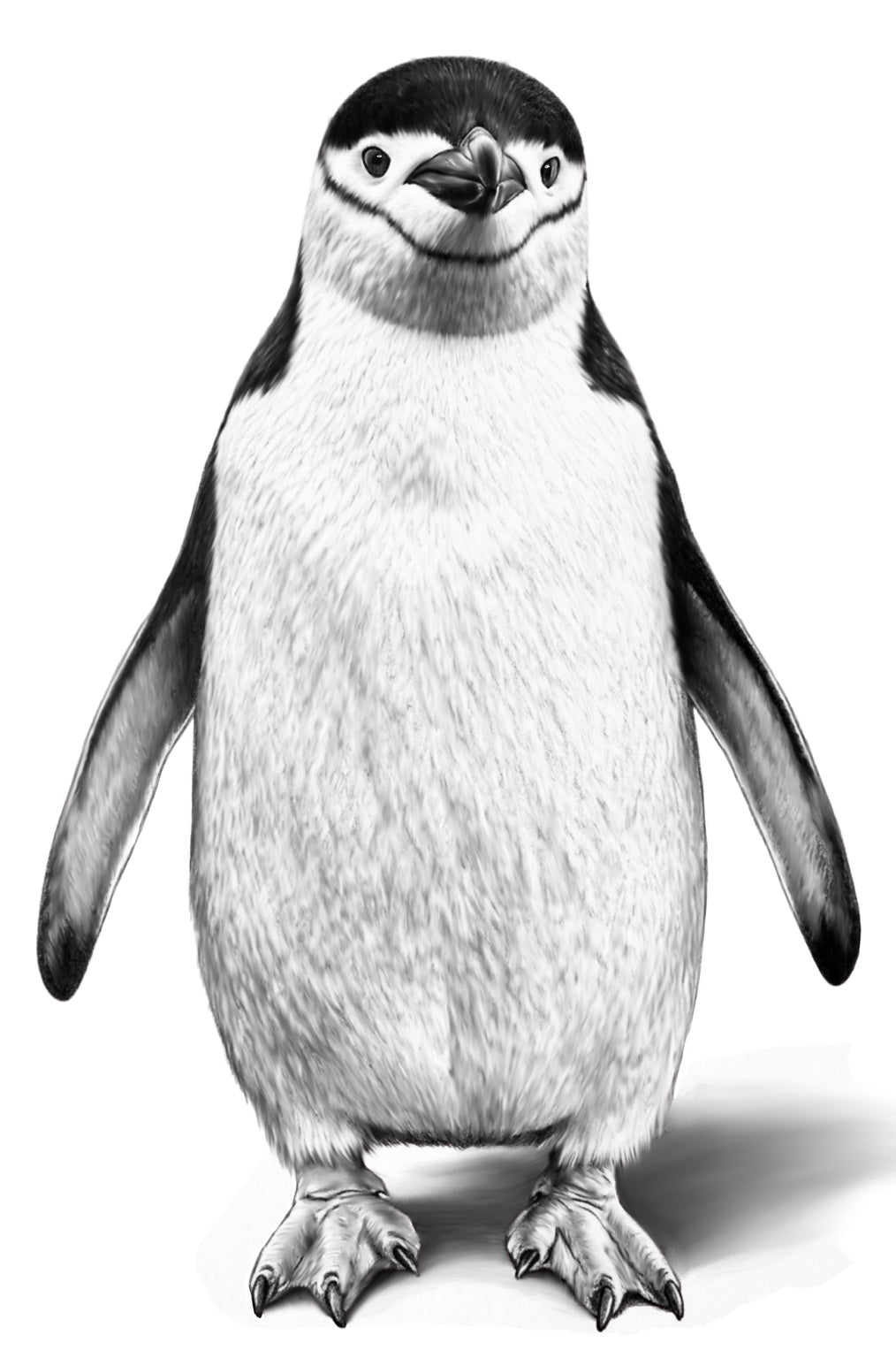 Monochrome pencil penguin artwork on a white background