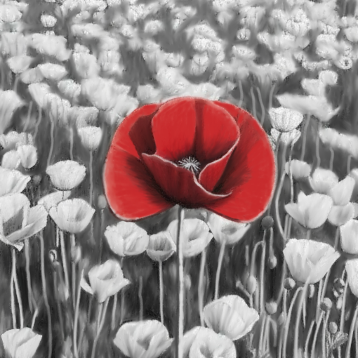 Remembrance poppy greeting card: a single red poppy in a black and white poppy field