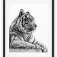 Resting Tiger Fine Art Print in Black frame with white mount
