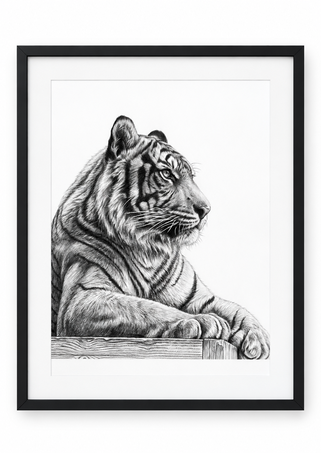Resting Tiger Fine Art Print in Black frame with white mount