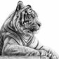 Resting Tiger Fine Art Print — original graphite artwork