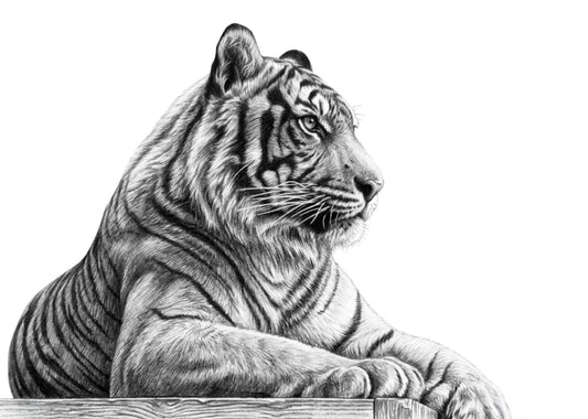 Resting Tiger Fine Art Print – landscape pencil artwork