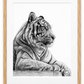 Resting Tiger Fine Art Print in Oak frame with white mount