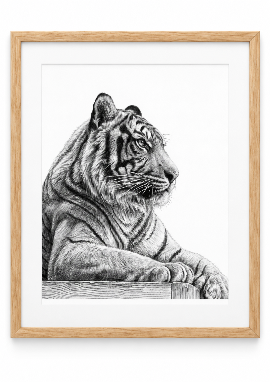 Resting Tiger Fine Art Print in Oak frame with white mount