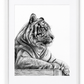 Resting Tiger Fine Art Print in White frame with white mount