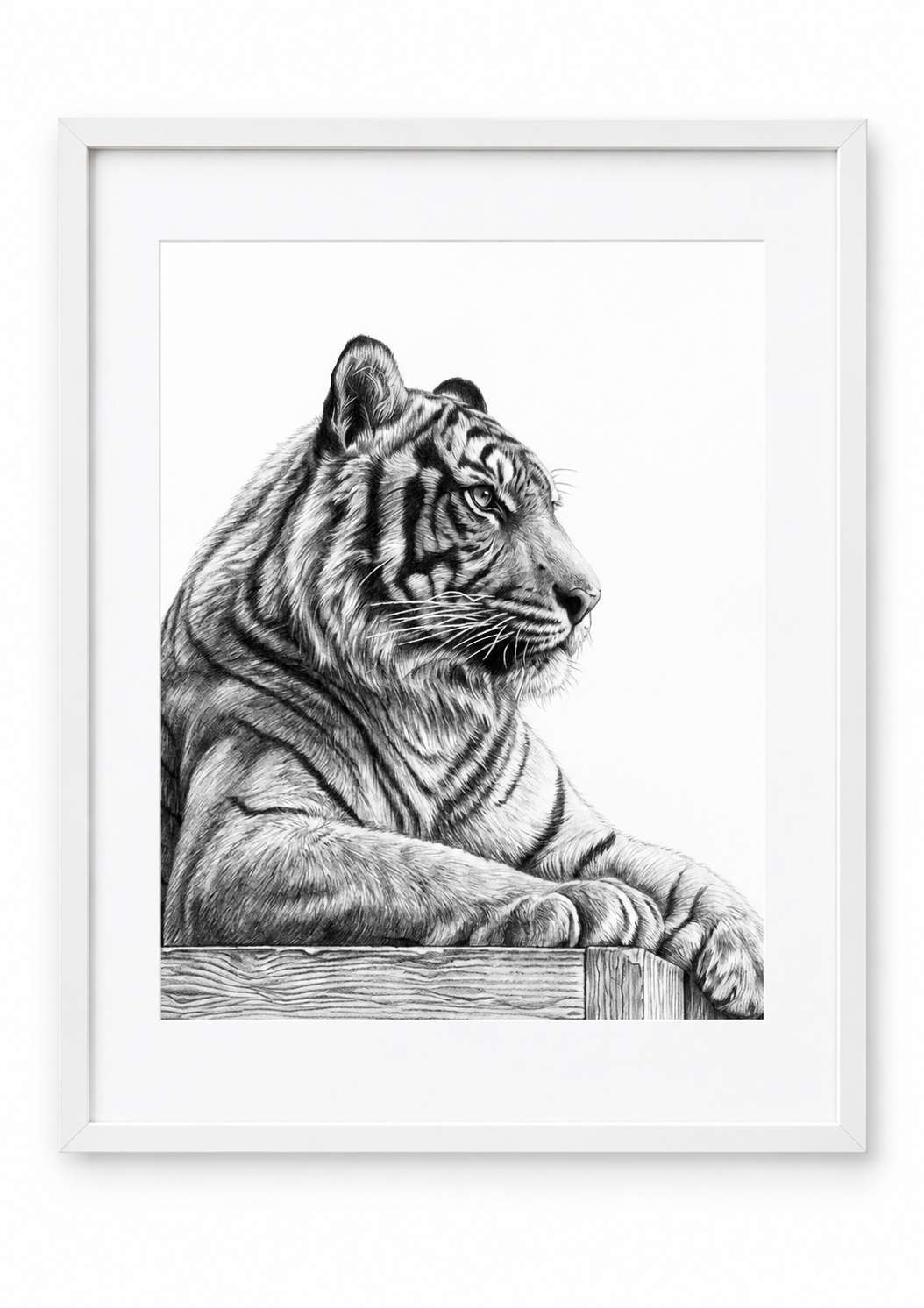 Resting Tiger Fine Art Print in White frame with white mount