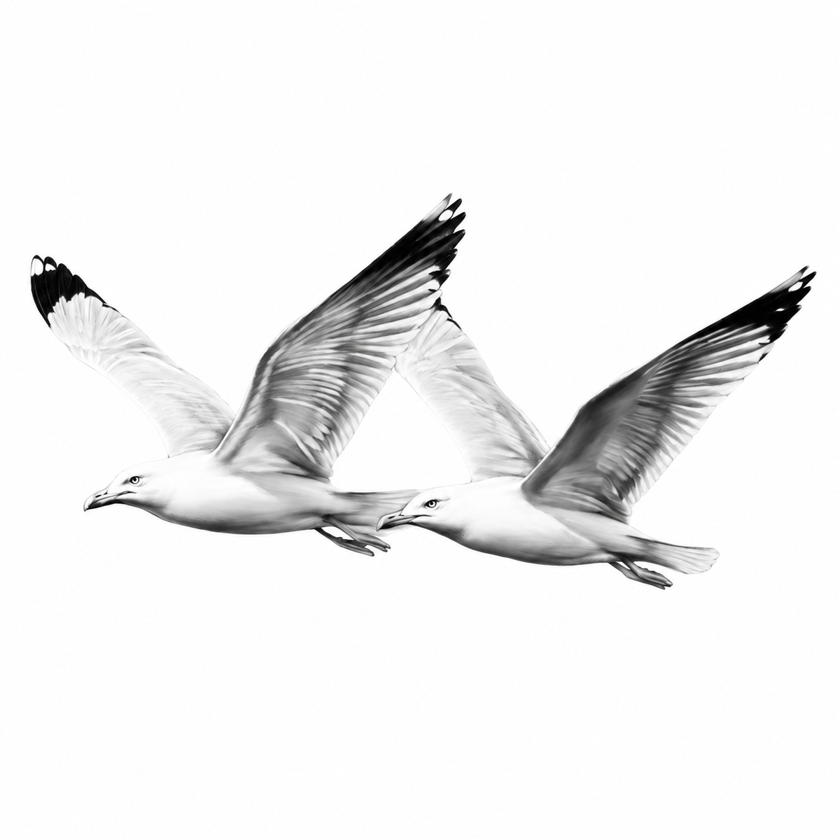 Seagulls in Flight Greeting Card — white-background artwork