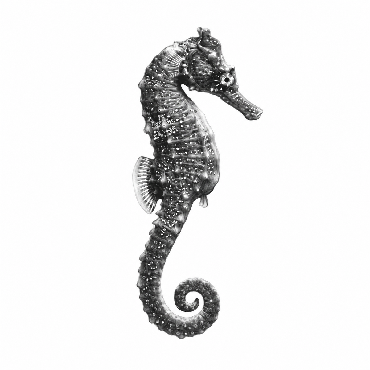 Seahorse hand-drawn greeting card — card front