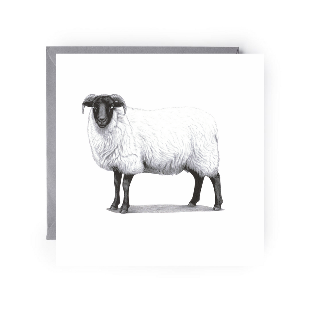 Sheep Greeting Card