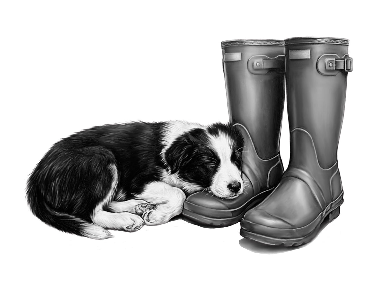 Monochrome artwork of a sleeping Border Collie puppy resting beside wellington boots