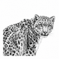 Snow Leopard greeting card front