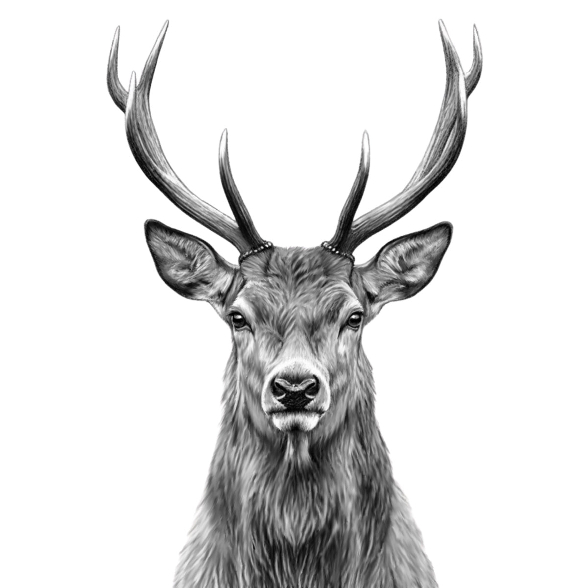 Graphite stag portrait with antlers on a white background