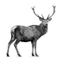 Standing Stag Greeting Card — white-background artwork