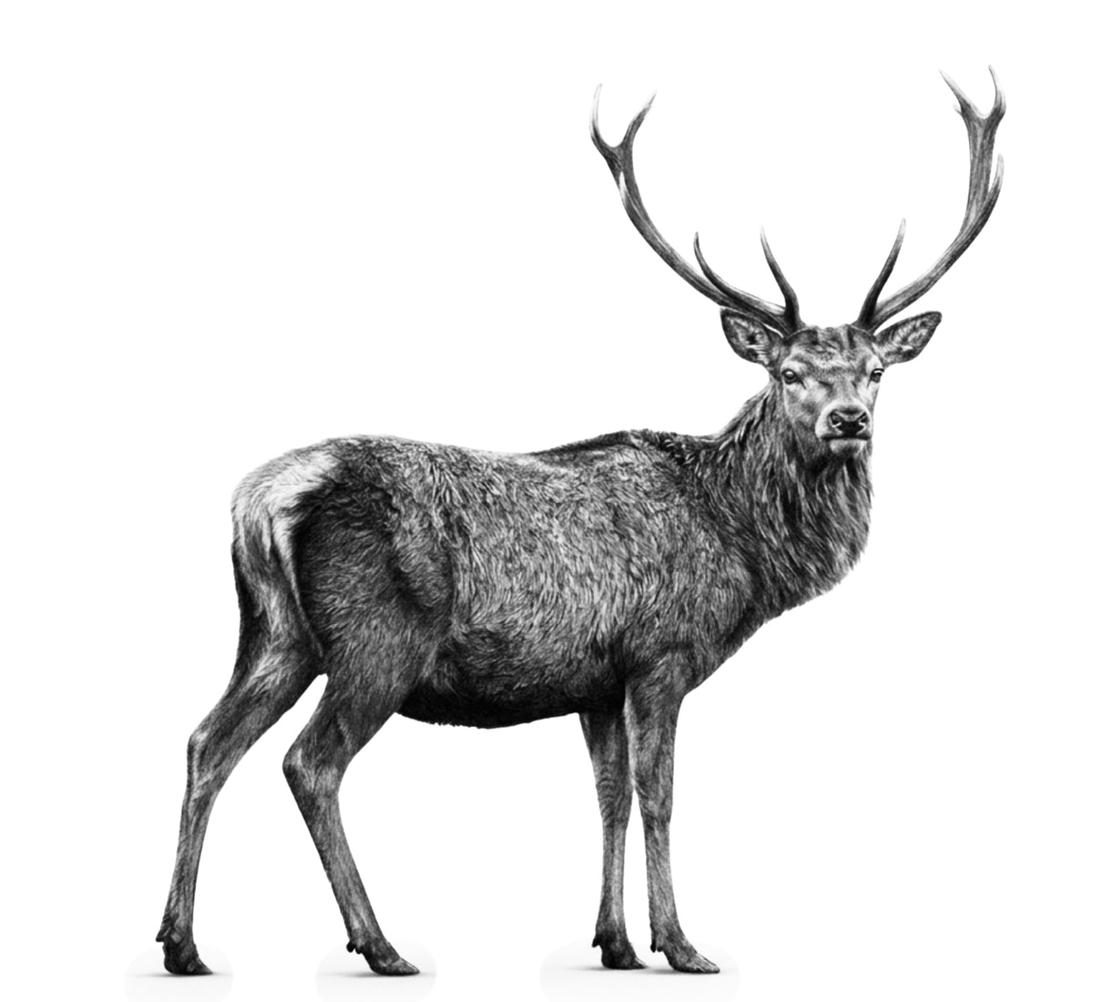 Standing Stag Greeting Card — white-background artwork