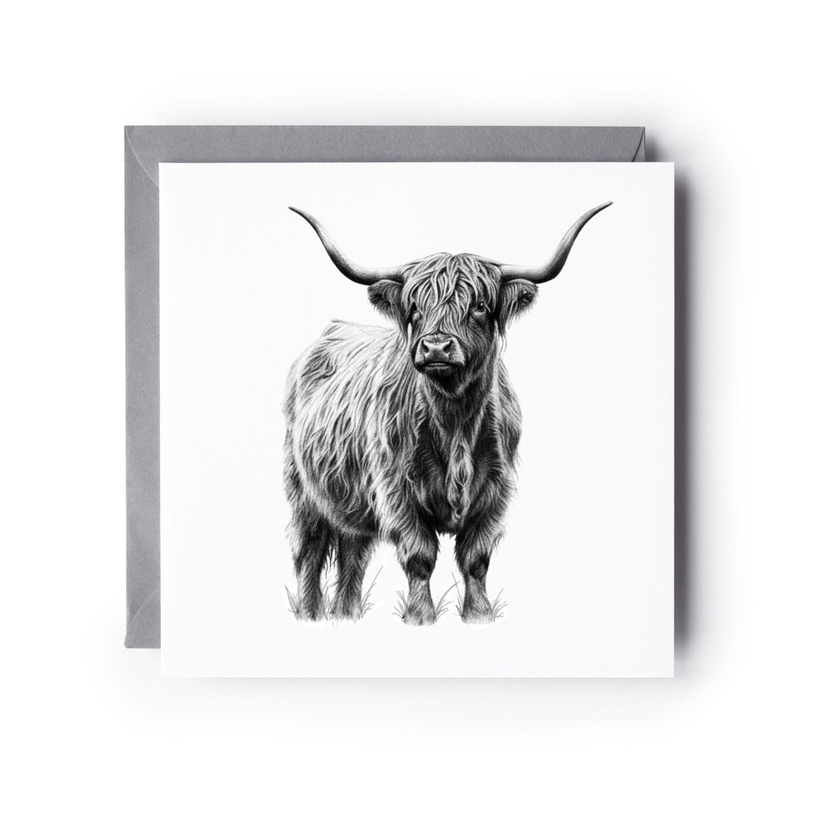 Alcor the Highland Coo