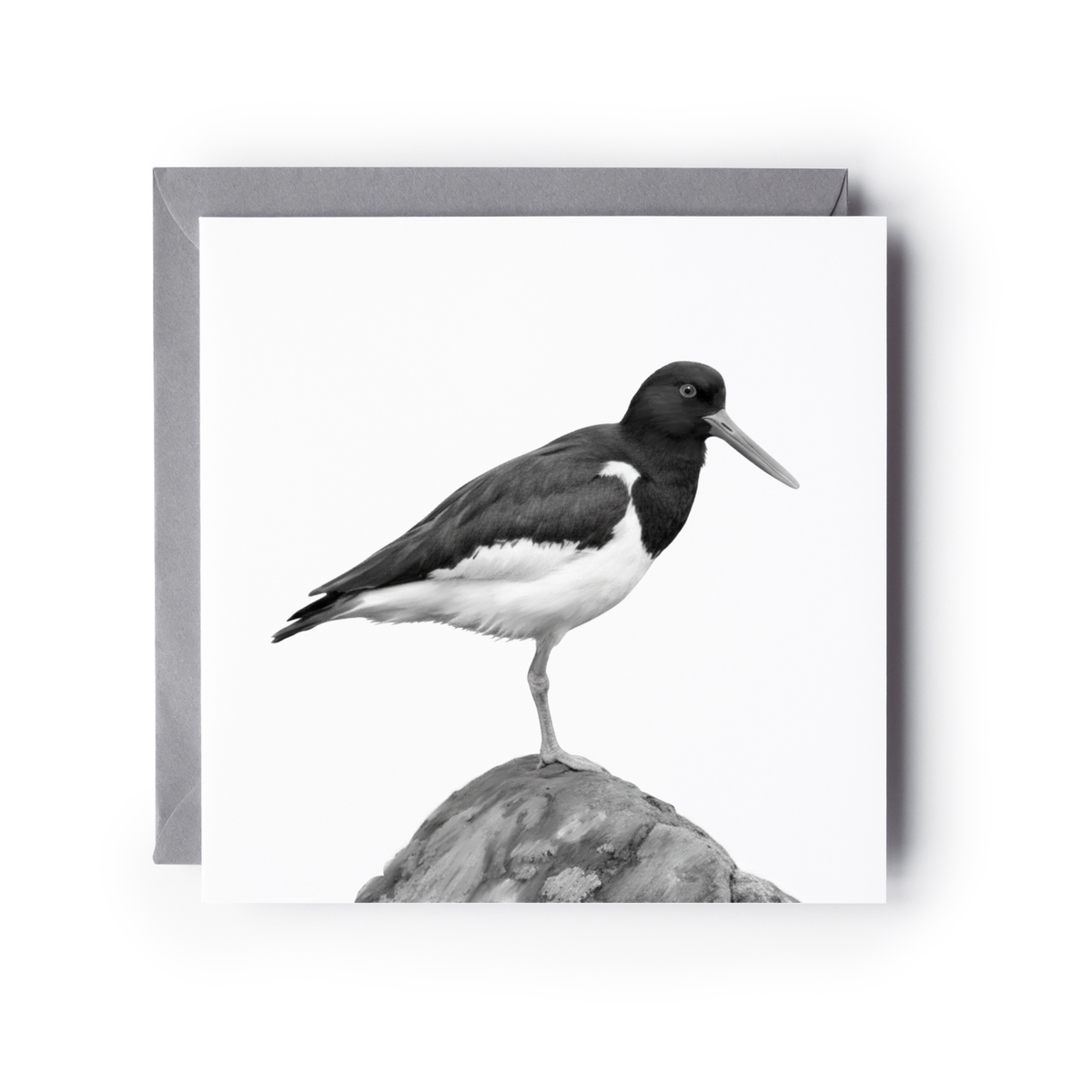 Oyster Catcher Bird Greeting Card