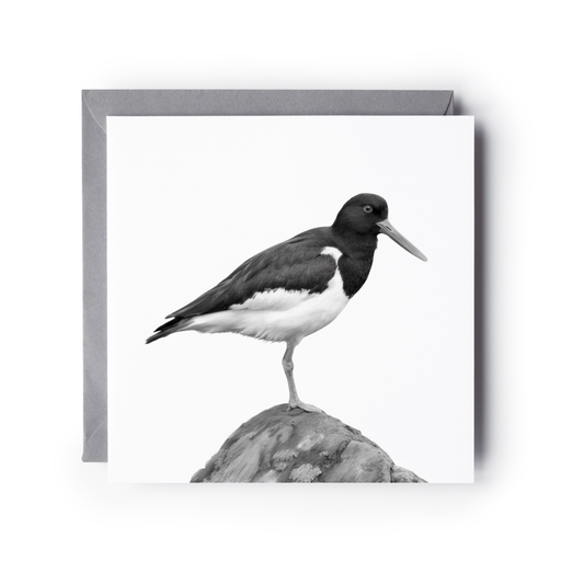 Oyster Catcher Bird Greeting Card