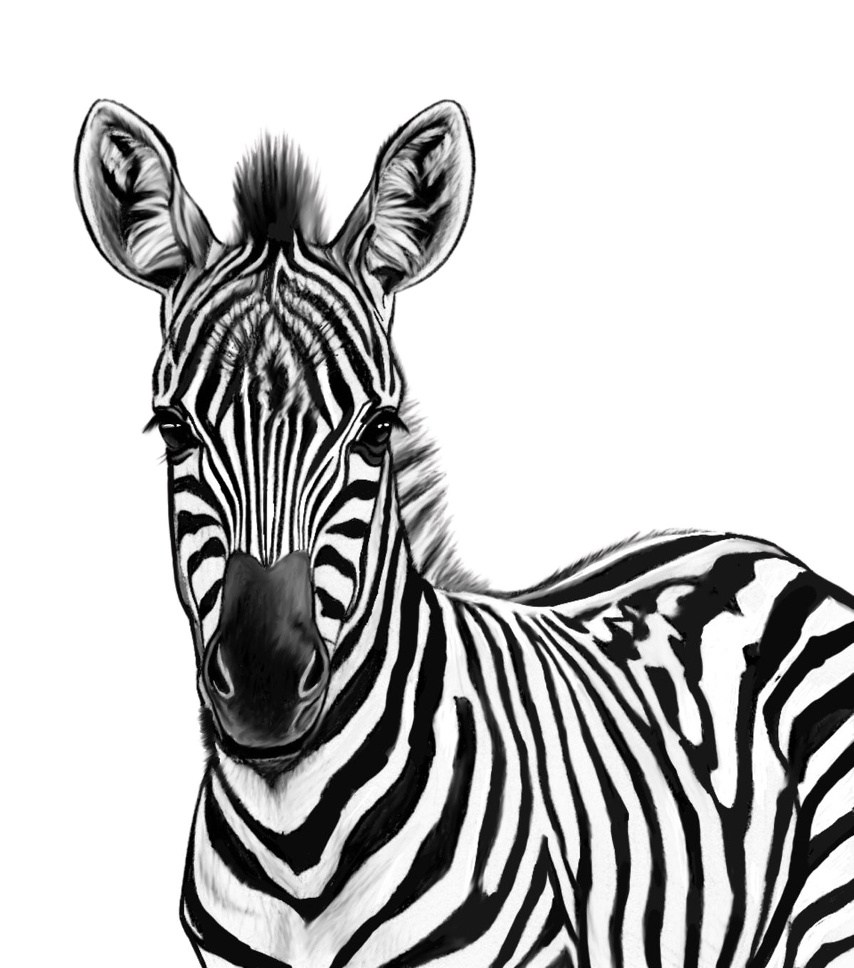 Zebra Portrait Fine Art Print – original artwork