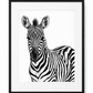 Zebra Portrait Fine Art Print – Black frame with white mount