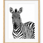 Zebra Portrait Fine Art Print – Oak frame with white mount
